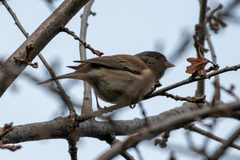 Junco hyemalis