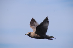 Larus glaucoides thayeri