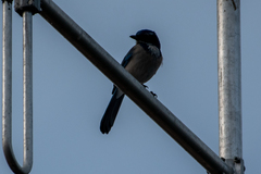 Aphelocoma californica