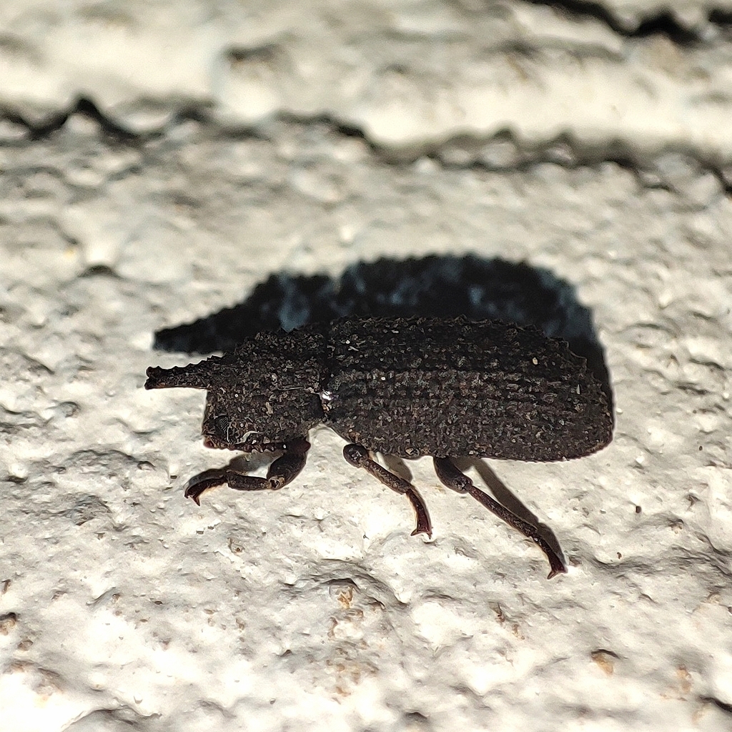 Wattius cucullatus