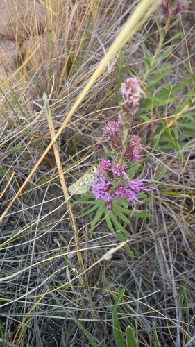 Plains Branded Skipper