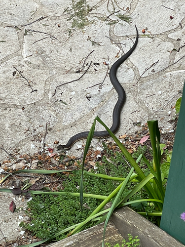 Highlands Copperhead sighting
