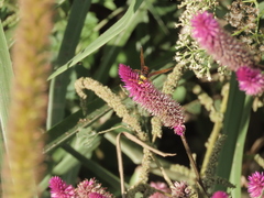 Delta pyriforme pyriforme