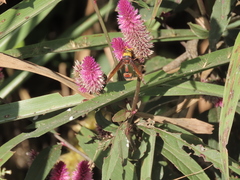 Delta pyriforme pyriforme