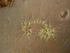 Asterionellopsis glacialis