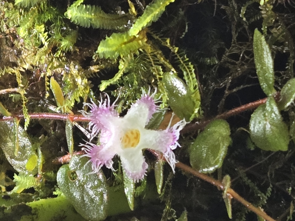 Neomortonia rosea; photograph author not stated, no rights reserved