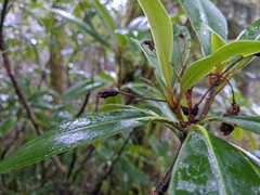 Rhododendron macrophyllum