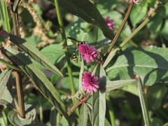 Phimenes flavopictus formosanus