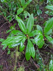 Rhododendron macrophyllum