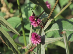 Phimenes flavopictus formosanus