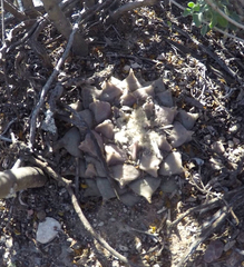 Ariocarpus retusus retusus