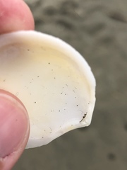Macomona liliana
