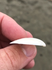 Macomona liliana