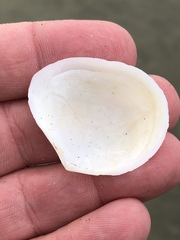Macomona liliana