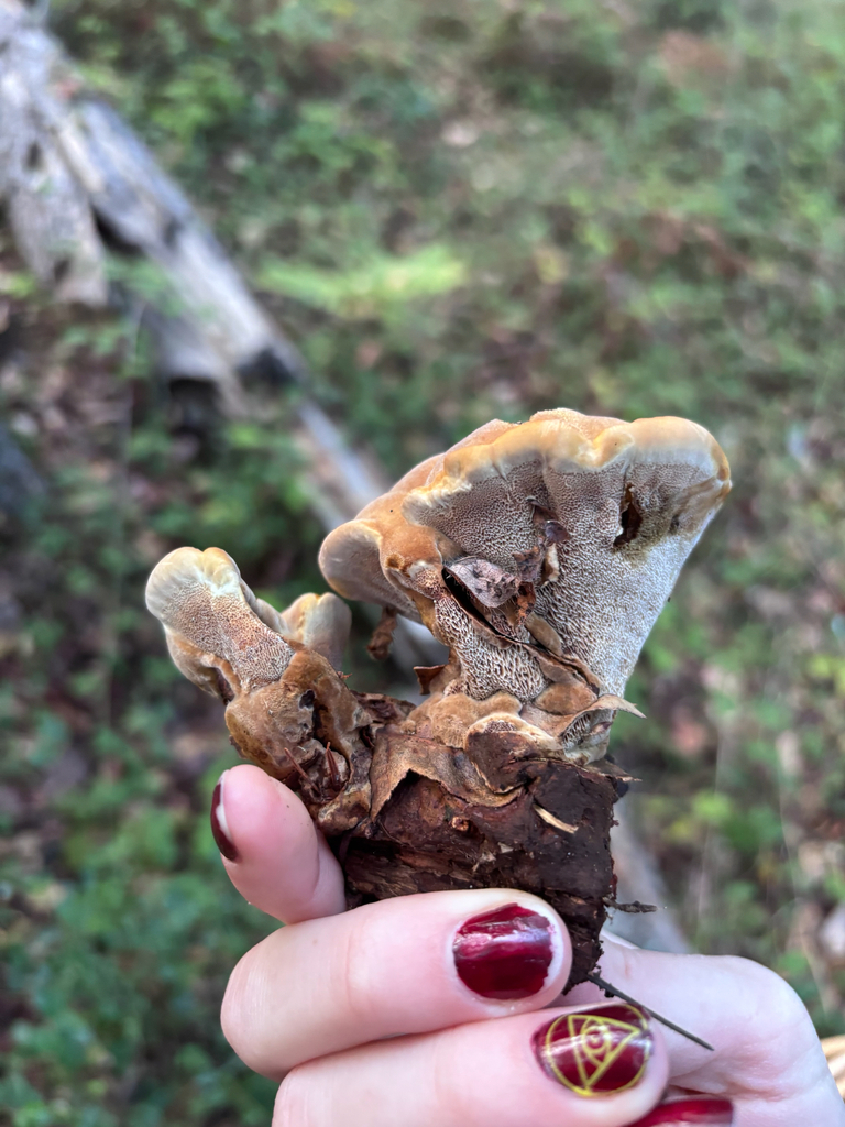 Onnia subtriquetra · November 2025 · photo: © reago (iNaturalist, cc-by)