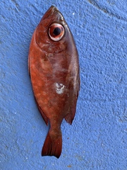 Heteropriacanthus cruentatus