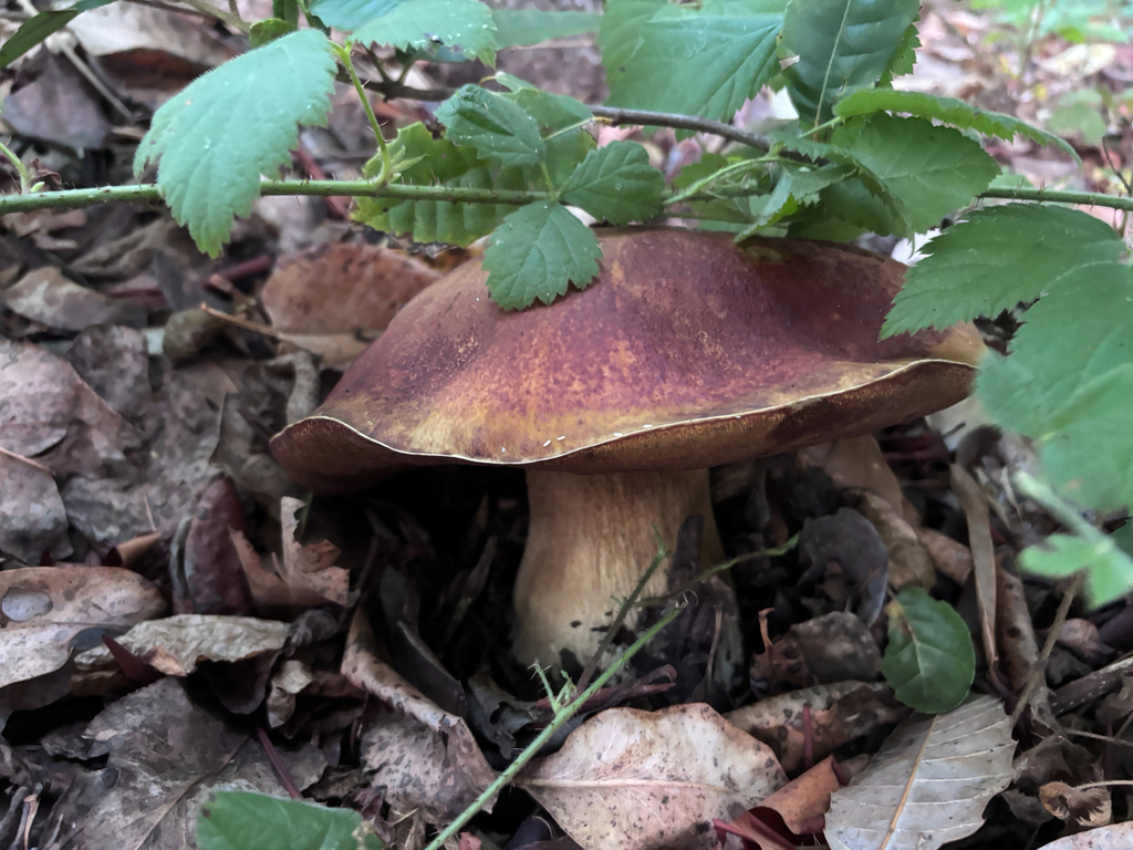 Boletus edulis grandedulis · November 2025 · photo: © reago (iNaturalist, cc-by)