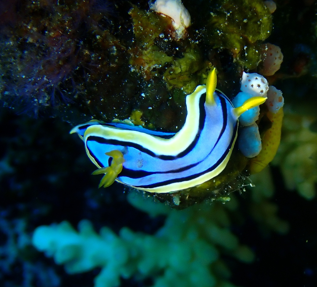 Elisabeth's Chromodoris