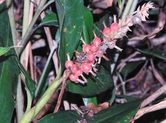 Alpinia stachyodes