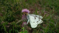 Phymata americana americana