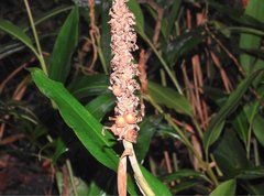 Alpinia stachyodes