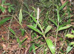 Alpinia stachyodes