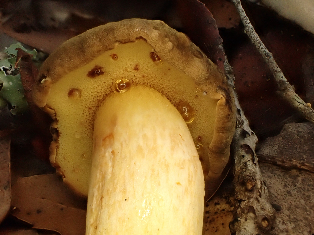 Xerocomus subtomentosus · November 2025 · photo: © reago (iNaturalist, cc-by)