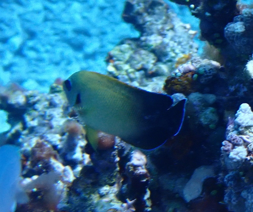 ナメラヤッコの写真