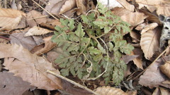 Sceptridium ternatum