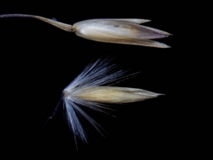 Sporobolus rigidus magnus