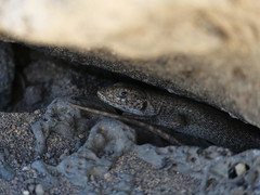 Liolaemus austromendocinus