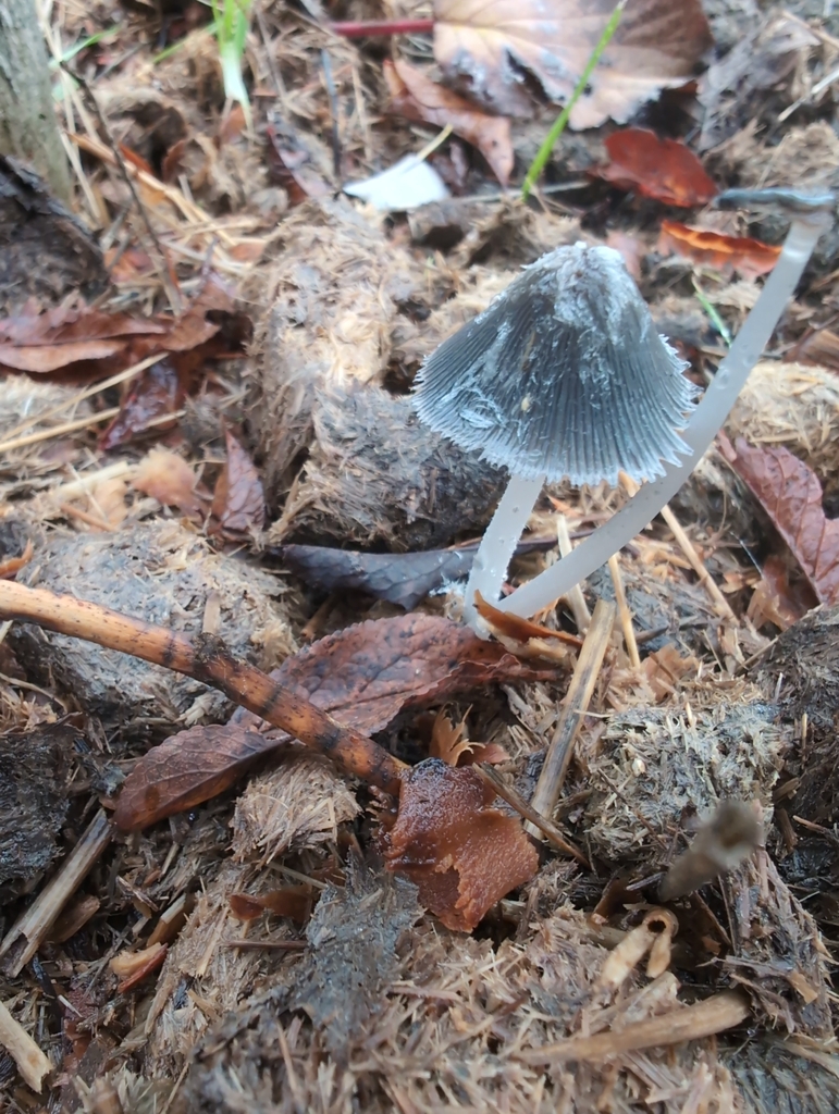 Coprinopsis radiata