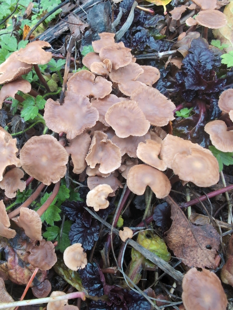 Collybiopsis villosipes · November 2025 · photo: © kem_luther (iNaturalist, cc-by-sa)