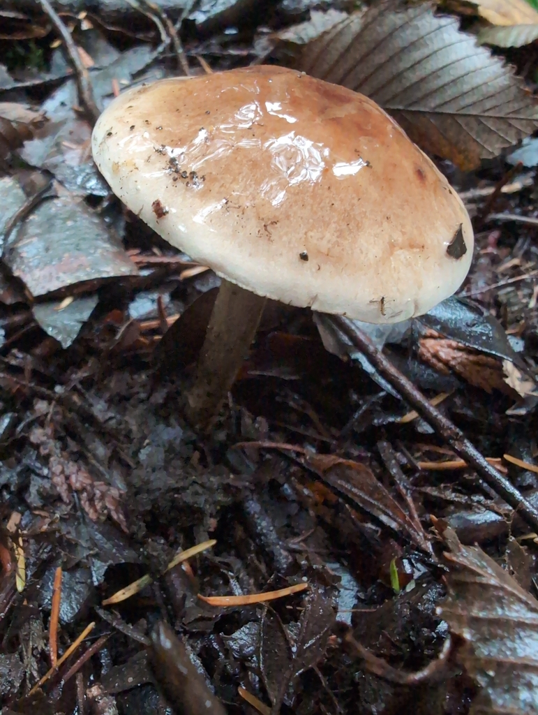 Hebeloma praeolidum