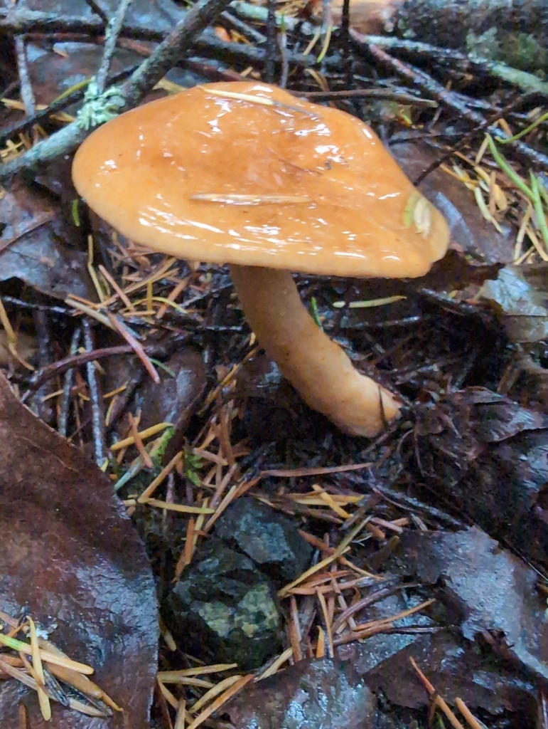 Lactarius luculentus laetus · November 2025 · photo: © kem_luther (iNaturalist, cc-by-sa)