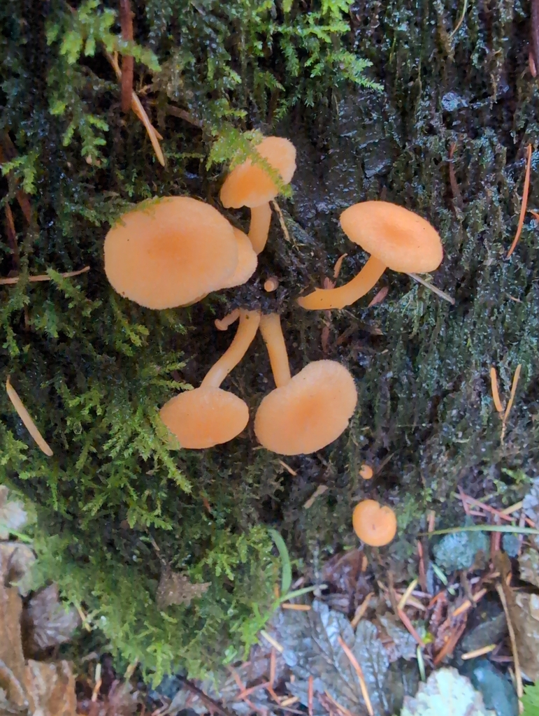 Chrysomphalina aurantiaca · November 2025 · photo: © kem_luther (iNaturalist, cc-by-sa)