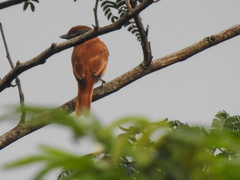 Pachyramphus castaneus