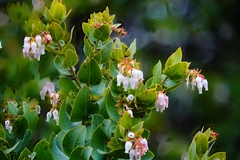 Arctostaphylos pallida