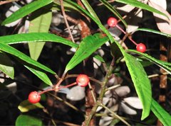 Ardisia lindleyana
