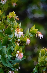 Arctostaphylos pallida