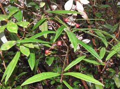 Ardisia lindleyana