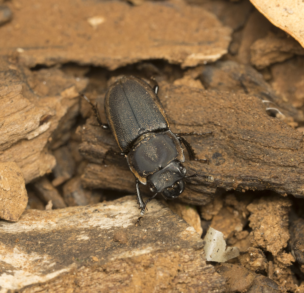 Erichius darwinii