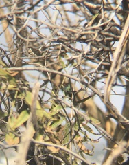 Cynanthus latirostris