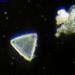 Triceratium - Photo (c) Mark Webber, algunos derechos reservados (CC BY-NC), uploaded by Mark Webber