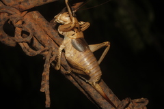 Nesoecia nigrispina