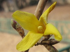 Forsythia koreana