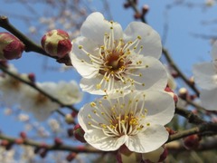 Prunus mume