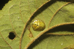 Eurypepla brevilineata