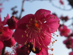 Prunus mume