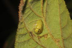 Eurypepla brevilineata